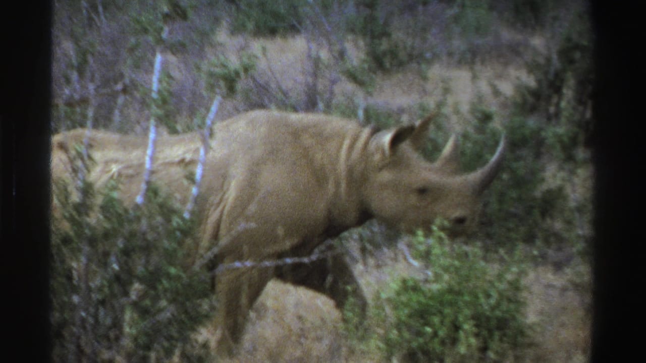Rhinoceros walking through dry bushland behind shrubs and branches.