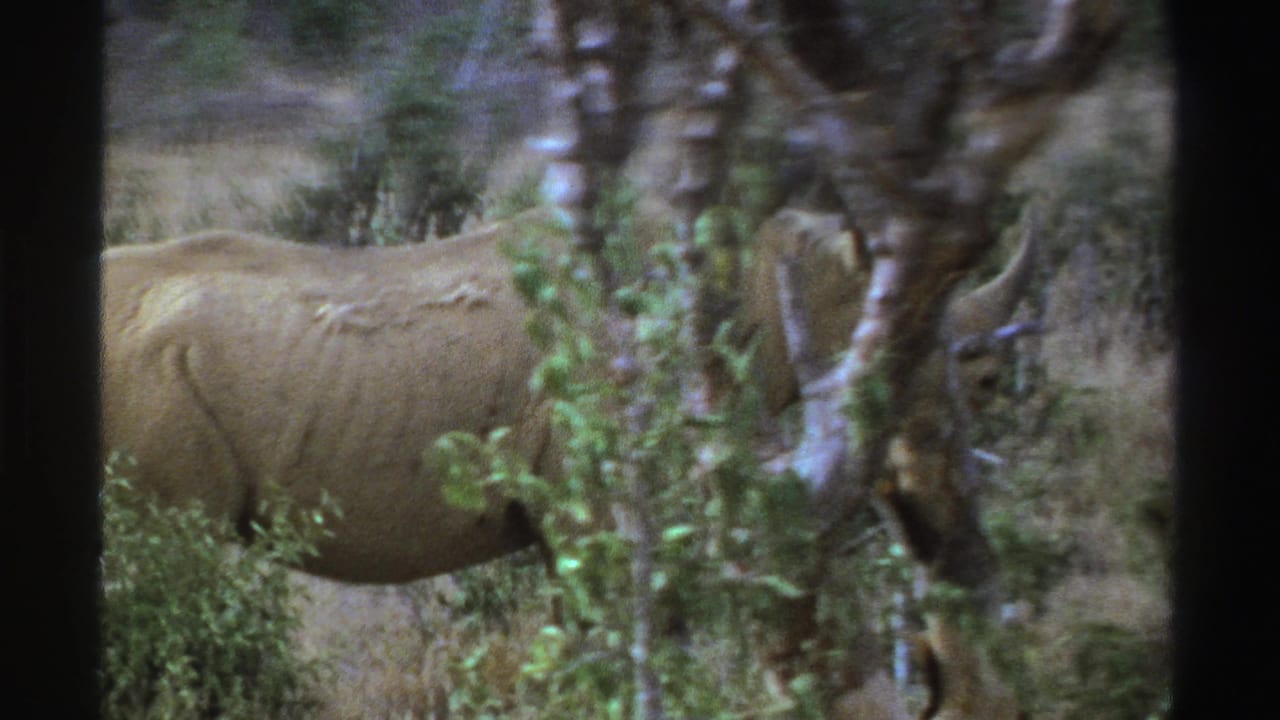 1969 South Africa 8mm frame with a side view of a rhinoceros passing through brush near a tree trunk.