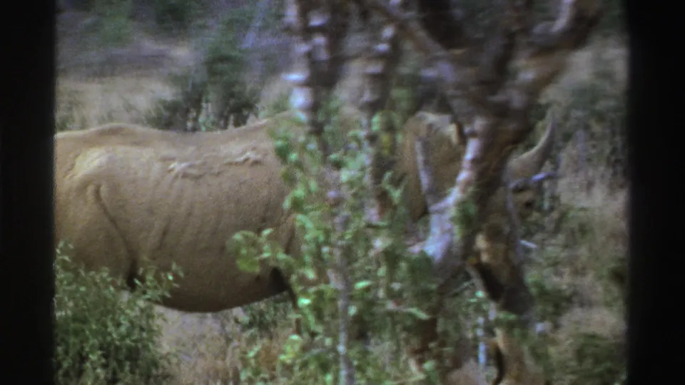 1969 South Africa 8mm frame with a side view of a rhinoceros passing through brush near a tree trunk.