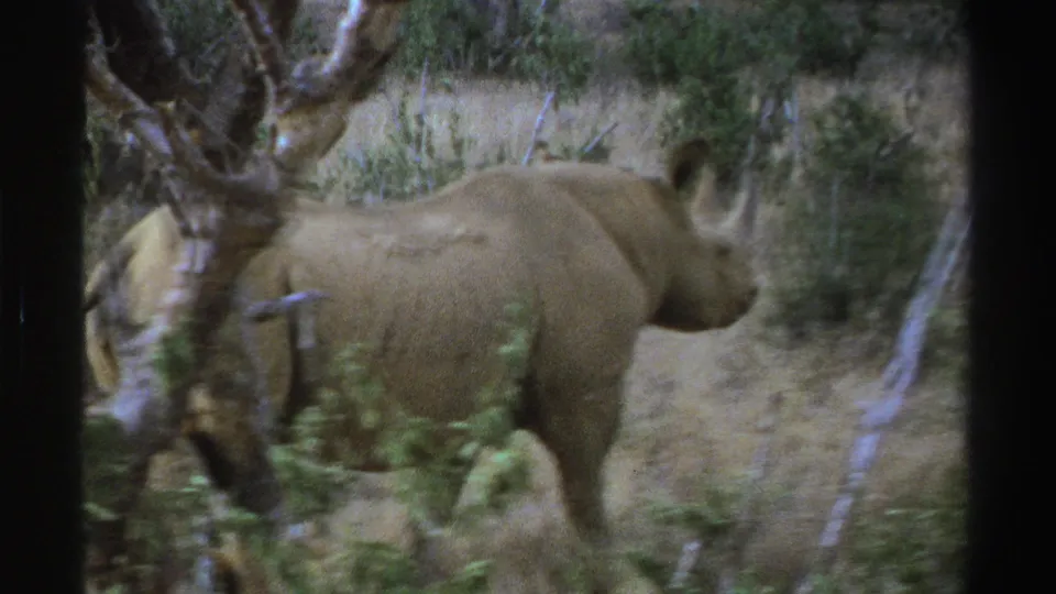 1969 South Africa 8mm frame showing the rear and side of a rhinoceros moving away through scrub and trees.