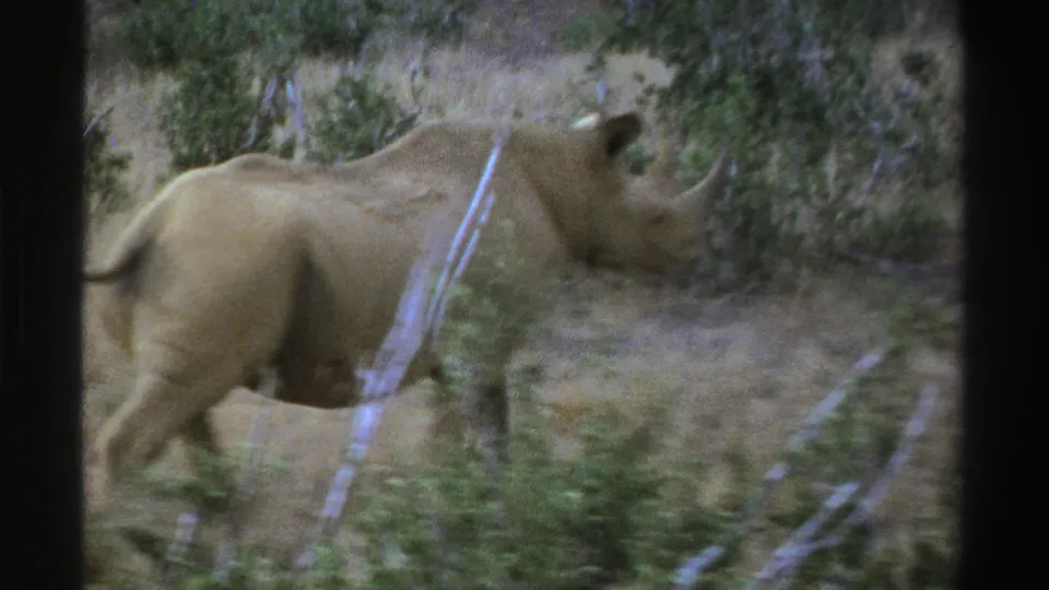 1969 South Africa 8mm frame of a rhinoceros walking rightward through dry bushland with its horn visible.
