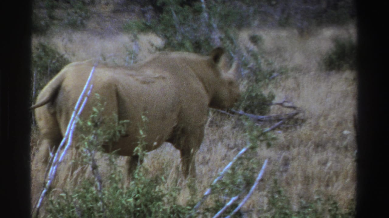 Rhinoceros standing in dry grass with shrubs and pale branches around it.