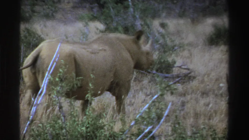 1969 South Africa 8mm frame showing a rhinoceros partly obscured by brush in dry grassland.