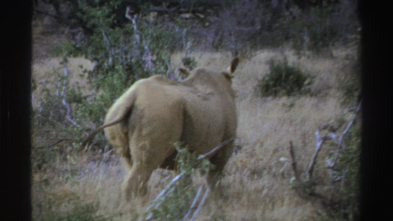 1969 South Africa frame of a rhinoceros moving away through dry grass and low shrubs.