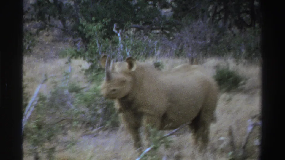 Soft 8mm frame of a rhinoceros walking through South African grassland in 1969.