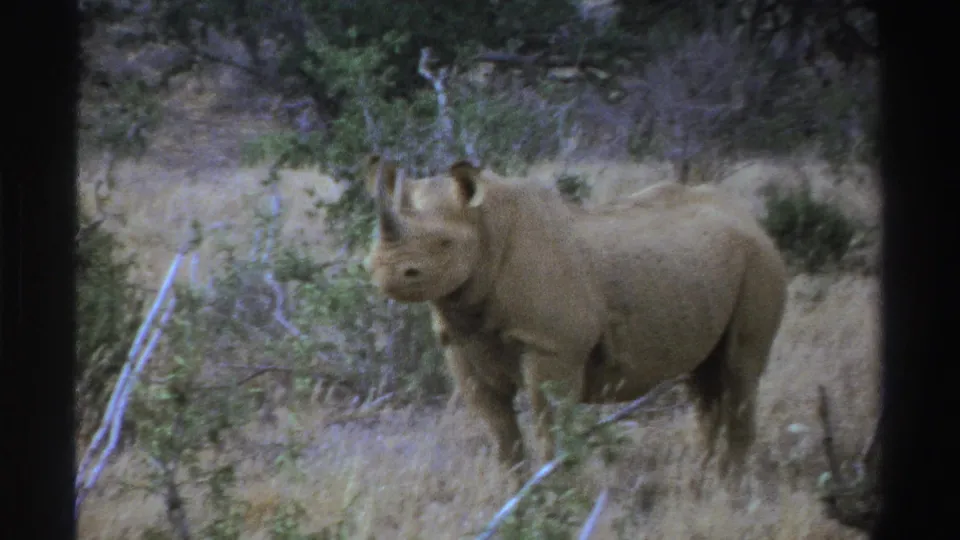 1969 South Africa 8mm frame showing a rhinoceros near shrubs, facing partly toward the camera.