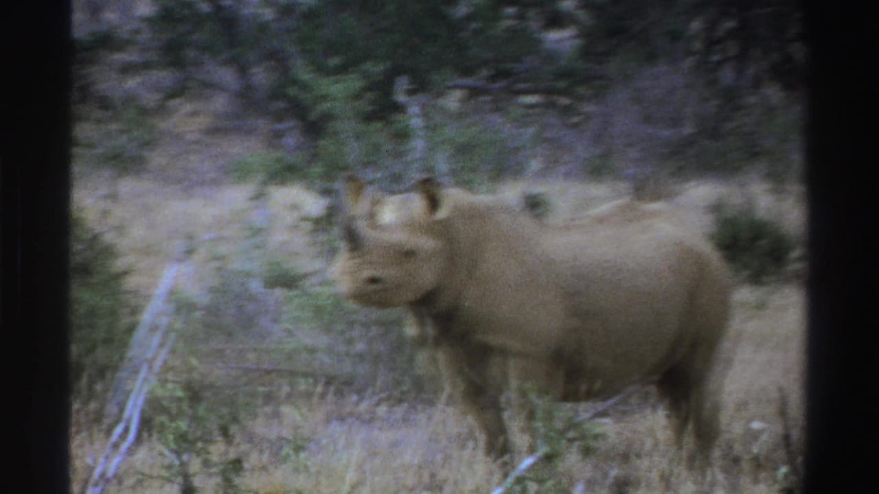 Rhinoceros standing in dry grass with shrubs and trees behind it.