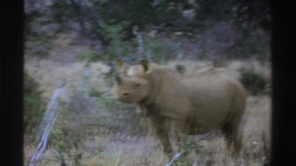 1969 South Africa 8mm frame showing a rhinoceros standing in dry grass, partly soft from motion and film grain.