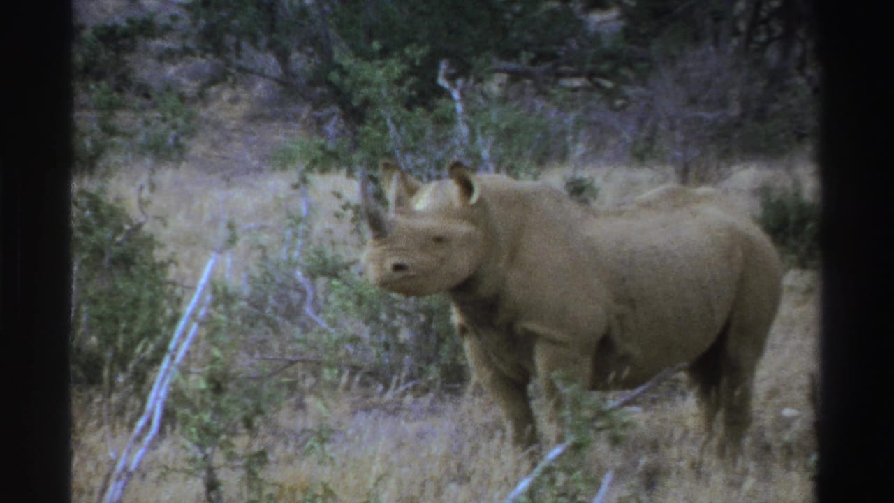 1969 South Africa 8mm frame with a rhinoceros in profile, standing near brush and small trees in a dry habitat.