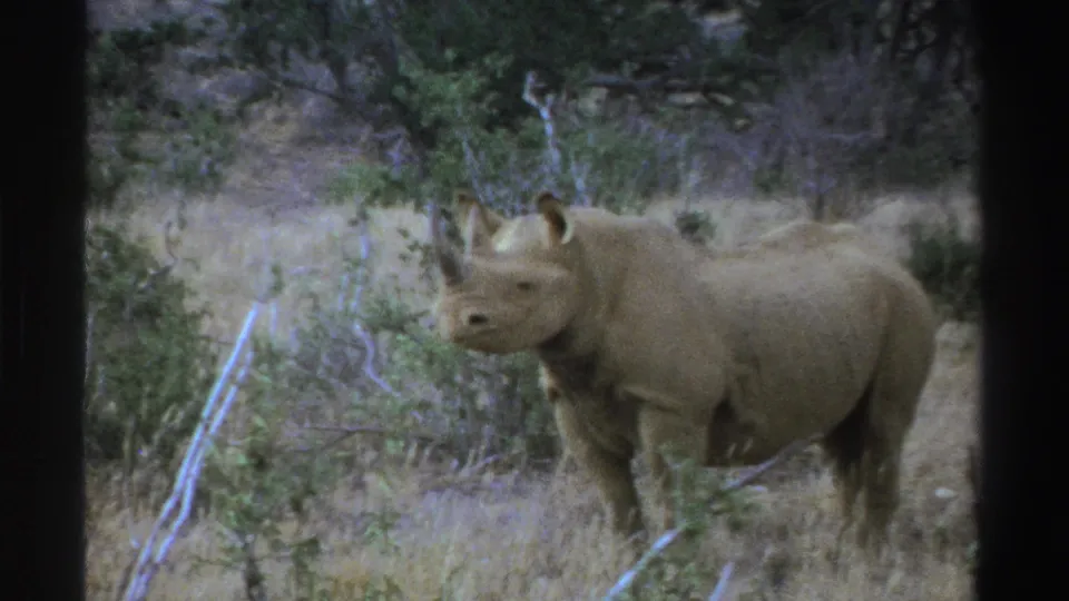 1969 South Africa 8mm frame with a rhinoceros in profile, standing near brush and small trees in a dry habitat.