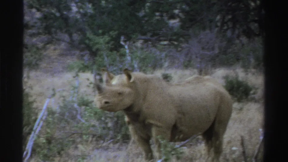 1969 South Africa 8mm frame showing the rhinoceros slightly nearer, its head turned left amid dry grass and scrub.