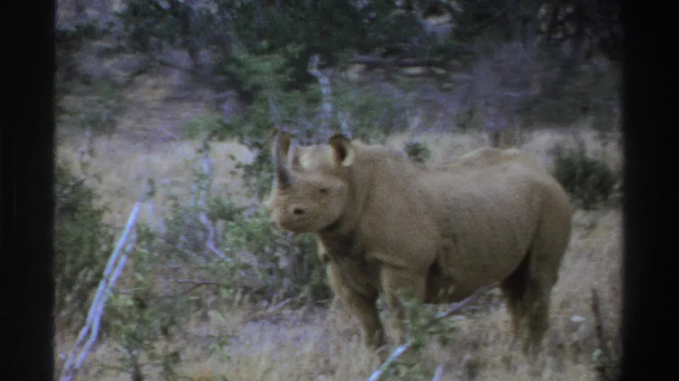 1969 South Africa 8mm frame with the rhinoceros turned more toward the camera, surrounded by dry grass, shrubs, and trees.