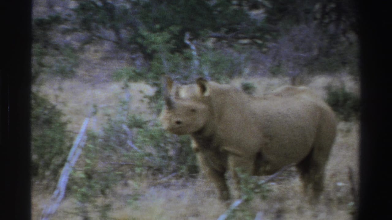 1969 South Africa 8mm frame showing a rhinoceros in profile in a dry grassy field with shrubs and trees behind it.