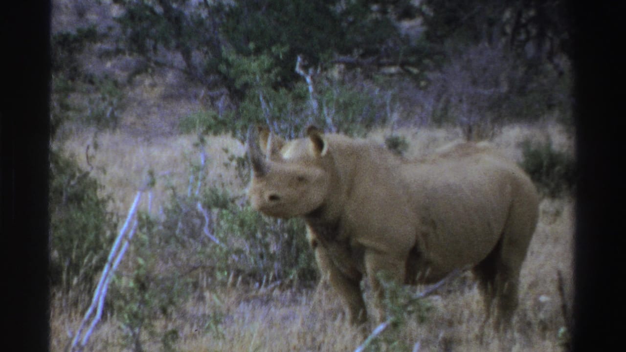 Rhinoceros standing near low brush in a dry field.