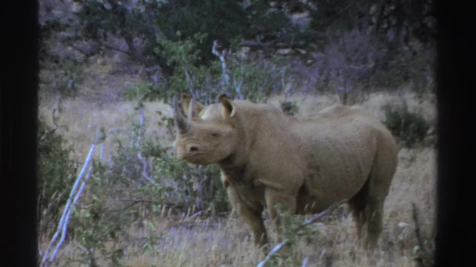 The rhinoceros stands close to scrubby vegetation in this 1969 South Africa 8mm frame, with dry grass and dark trees behind it.