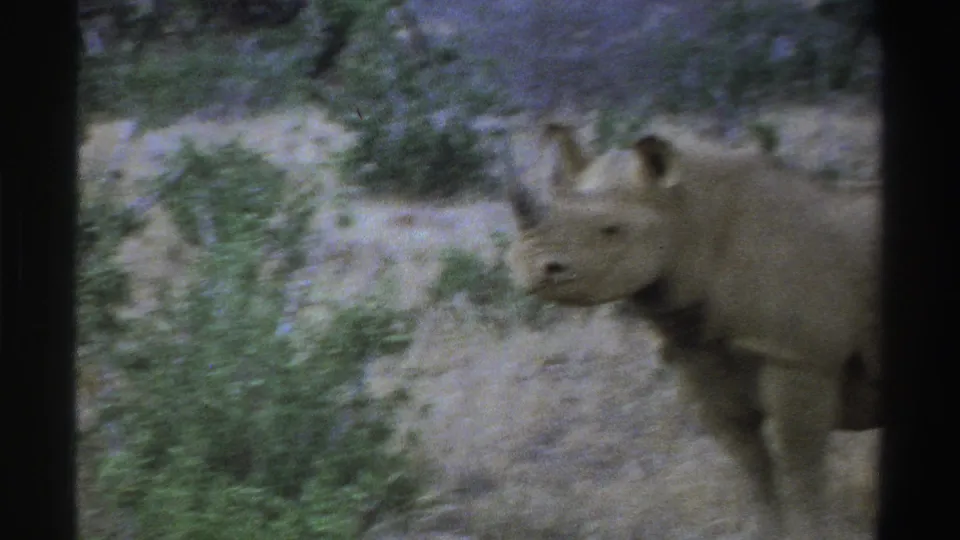 A motion-blurred 1969 South Africa frame shows the rhinoceros shifting near shrubs, with the animal partly cropped at the right edge.