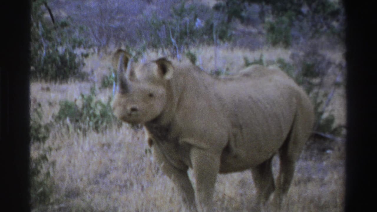 Rhinoceros standing in dry grass with shrubs and trees behind it.