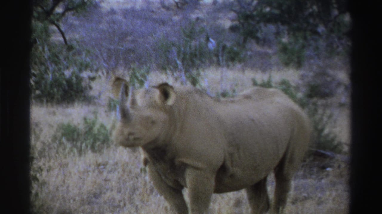 1969 South Africa 8mm frame showing a rhinoceros turned partly toward the camera in dry brush and sparse savanna vegetation.