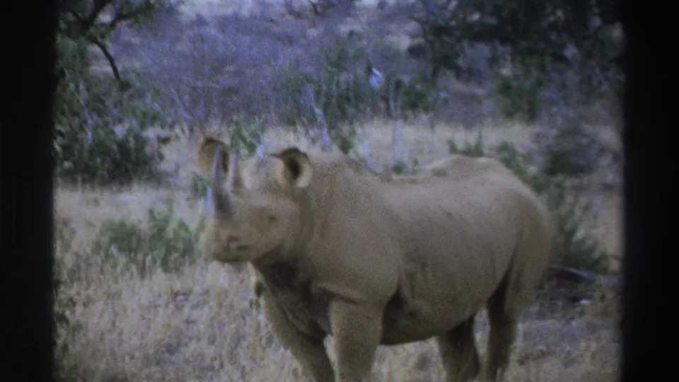 1969 South Africa 8mm frame showing a rhinoceros turned partly toward the camera in dry brush and sparse savanna vegetation.