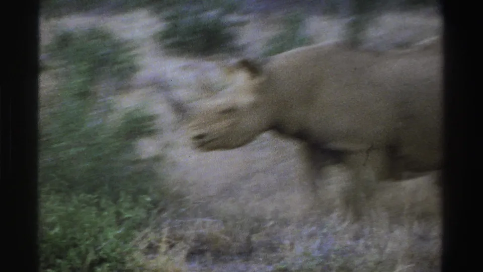 Motion-blurred 1969 South Africa 8mm frame of a rhinoceros moving through dry savanna grass near green shrubs.