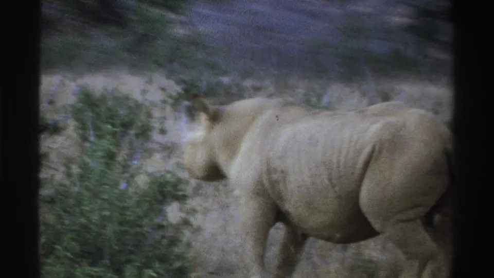 1969 South Africa 8mm frame of a rhinoceros moving away through dry grass, with shrubs and soft film grain visible.