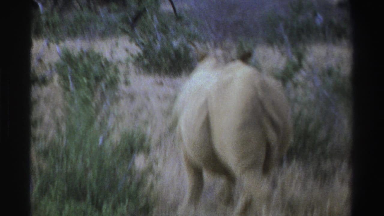 White rhinoceros walking away through dry grass and shrubs.