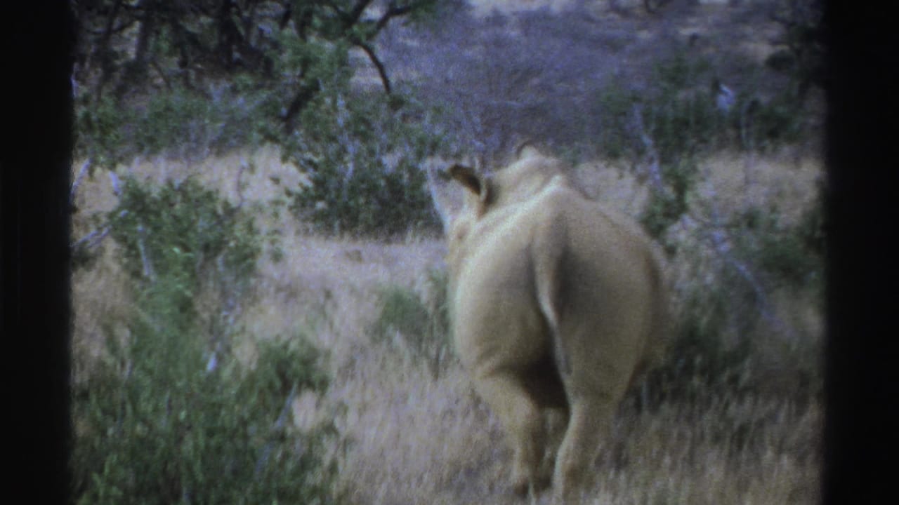 1969 South Africa 8mm frame with a white rhinoceros walking away across dry grassland and low brush.