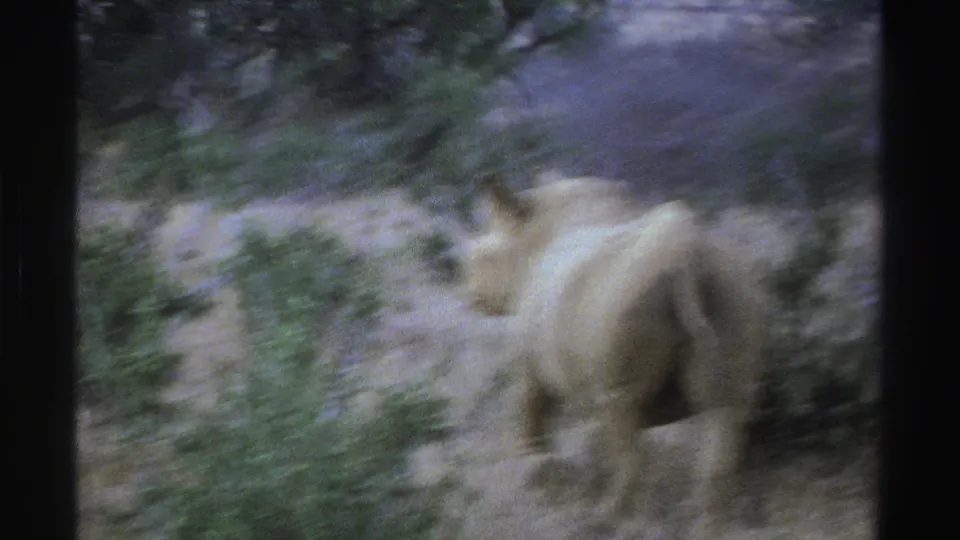 Motion-blurred 1969 South Africa 8mm frame of a white rhinoceros moving past shrubs in dry grassland.