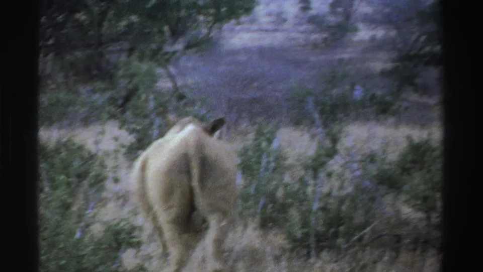 1969 South Africa 8mm frame showing a white rhinoceros from behind among shrubs, grass, and scattered trees.