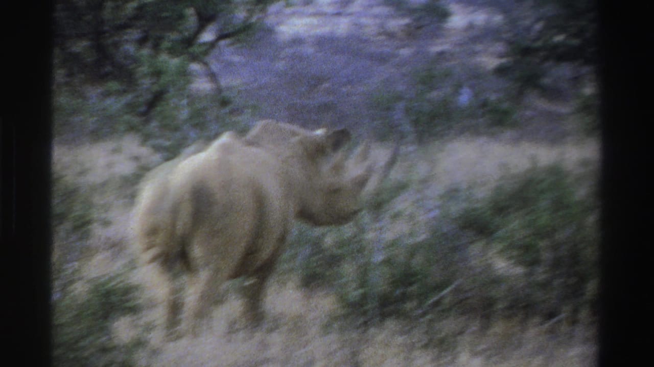 Rhinoceros moving through dry grass and shrubs, partly softened by motion blur.