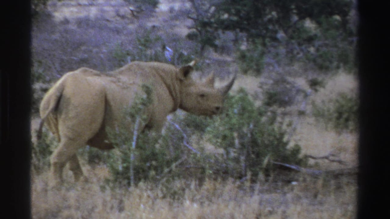 1969 South Africa wildlife frame with a rhinoceros seen in side profile among dry grasses and scrub vegetation.