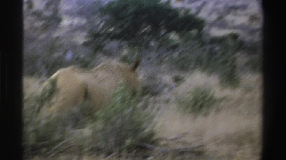 Handheld 8mm frame from 1969 South Africa showing a rhinoceros receding through brush, with motion blur across the scene.