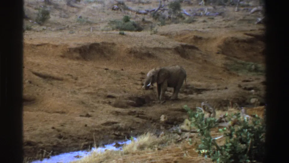 1969 South Africa 8mm frame showing an African elephant at a muddy watering hole, its trunk lowered toward the water.