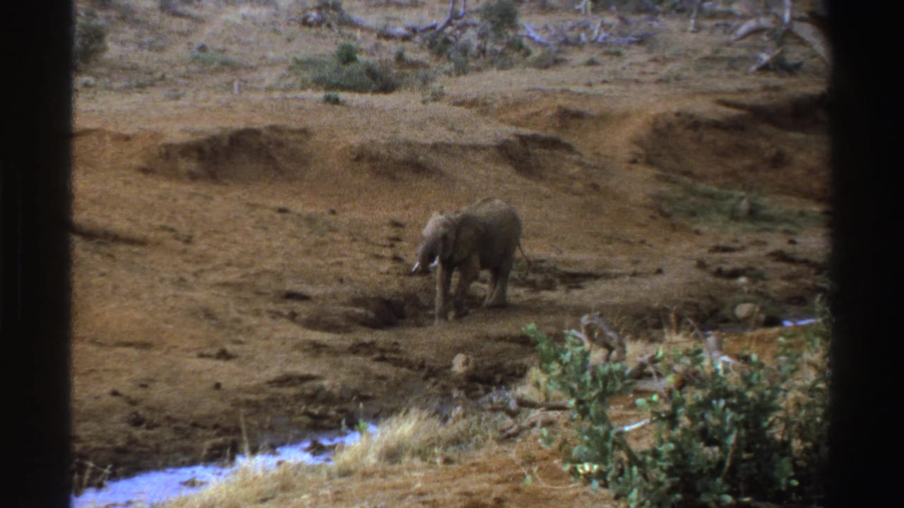 1969 South Africa 8mm frame showing a lone elephant on dry uneven terrain near sparse shrubs and a small water channel.