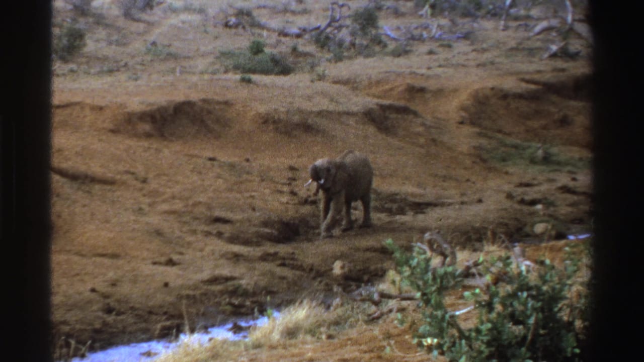 Lone elephant walking across dry open terrain with shrubs in the foreground.