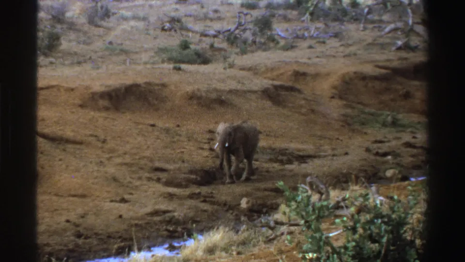 1969 South Africa 8mm frame showing the elephant facing forward on dusty terrain with sparse shrubs and water at the lower edge.