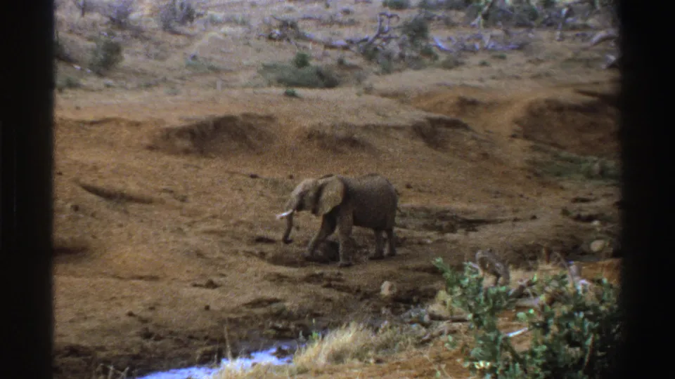 1969 South Africa 8mm frame of a lone elephant walking past foreground shrubs across a dry, uneven landscape.