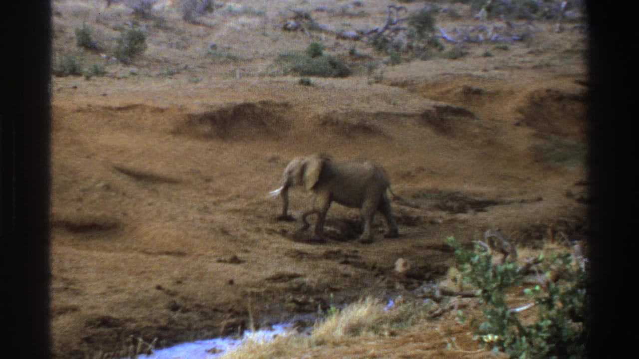 1969 South Africa 8mm frame showing a tusked elephant moving across dry, eroded ground near sparse shrubs and a creek edge.