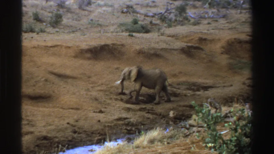 1969 South Africa 8mm frame showing a tusked elephant moving across dry, eroded ground near sparse shrubs and a creek edge.