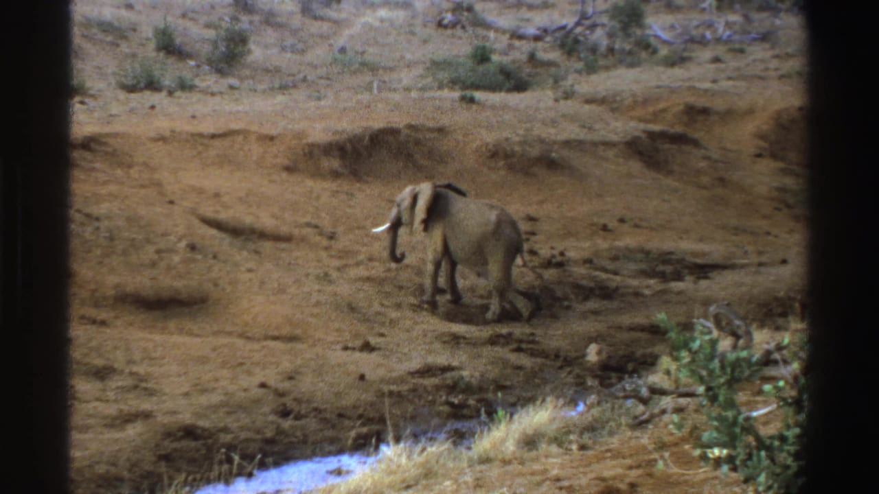 Elephant walking on dusty terrain with sparse brush in the background.
