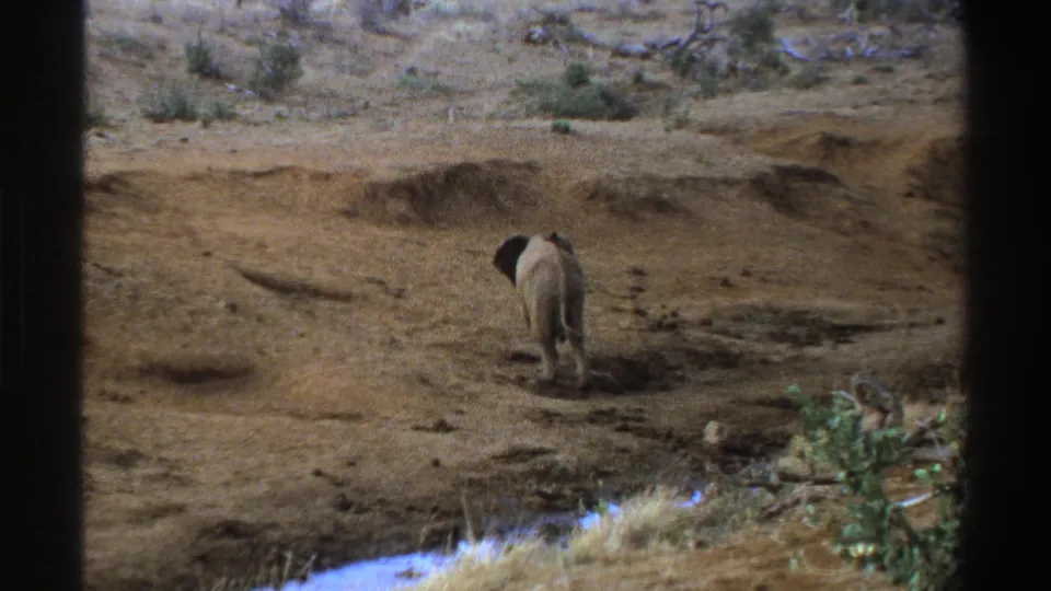 A rear view of the elephant as it climbs away from the creek area across eroded soil in the 1969 home-movie footage.