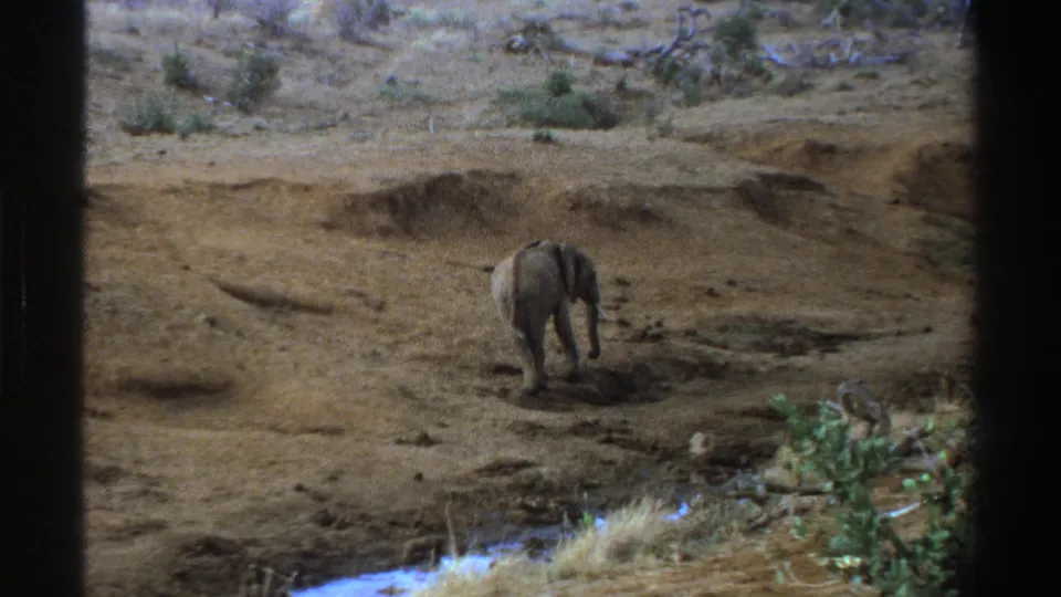 The elephant walks away from the camera over dusty uneven ground, framed by dark 8mm borders and sparse vegetation.