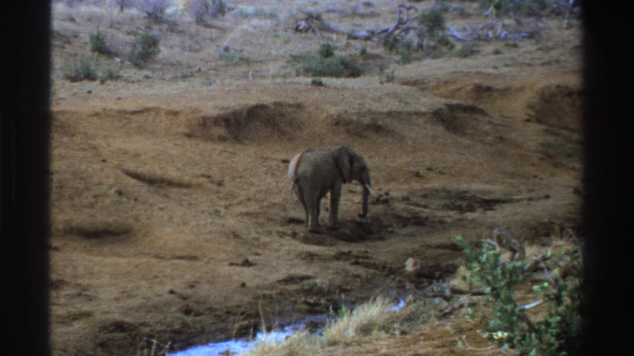 Elephant stands on a dry dirt bank near a narrow creek edge.
