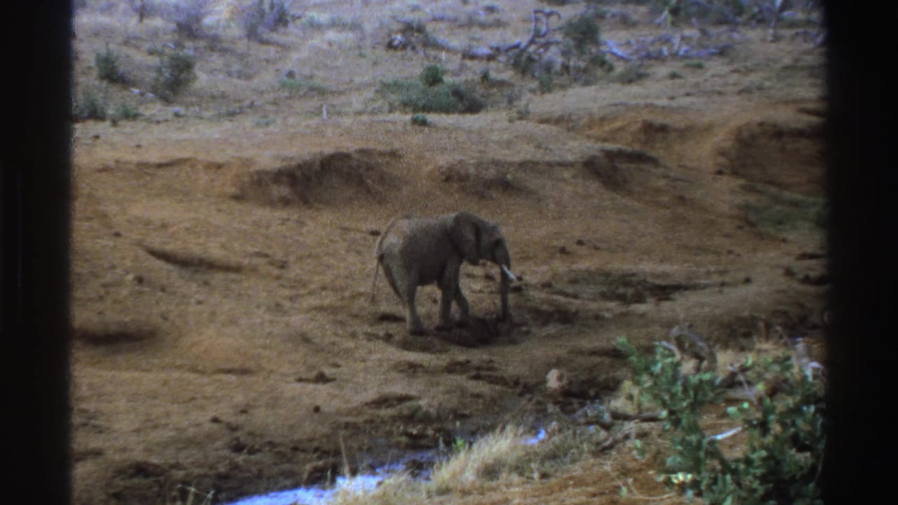 Young African elephant lowers its trunk while walking across dry ground near a creek in South Africa archival 8mm footage.