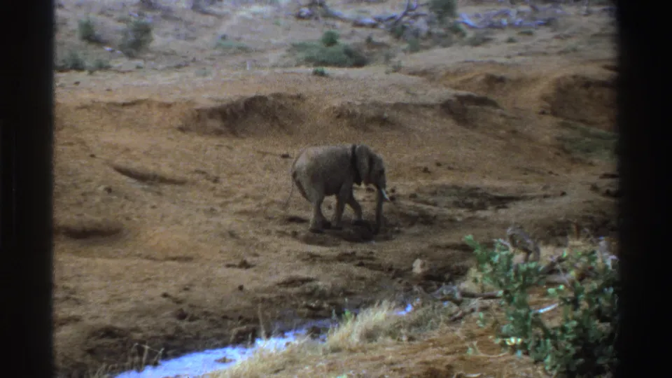 Elephant continues walking along uneven creekside dirt, framed by grainy 1969 South Africa 8mm home-movie footage.