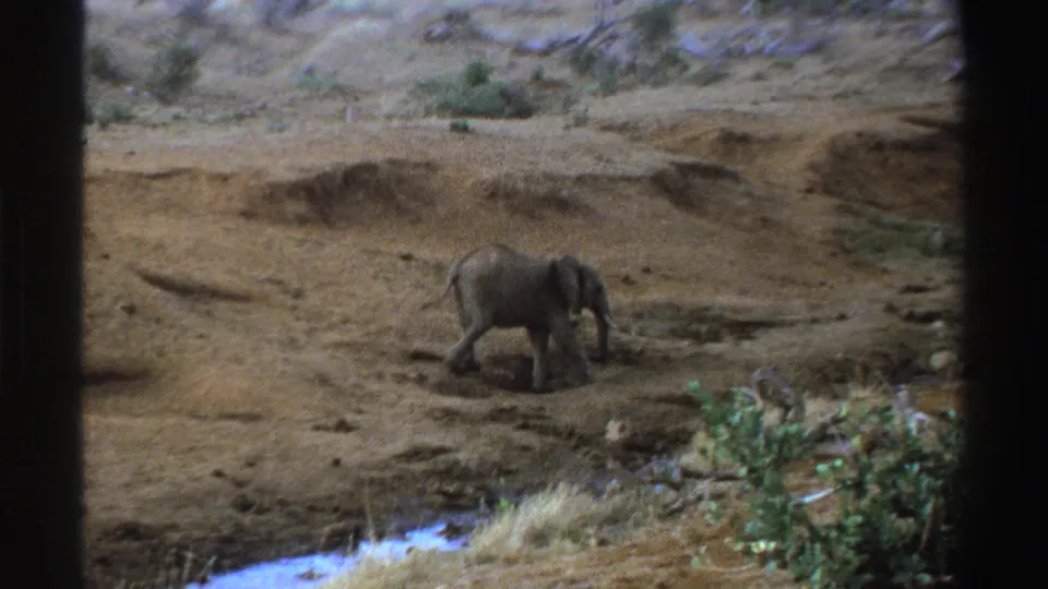 Young African elephant walks rightward across a dry embankment near brush and a pale creek edge in South Africa footage.