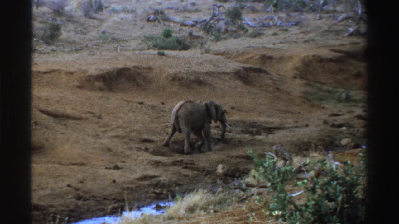 Young elephant walking across dry ground near a stream and shrubs.
