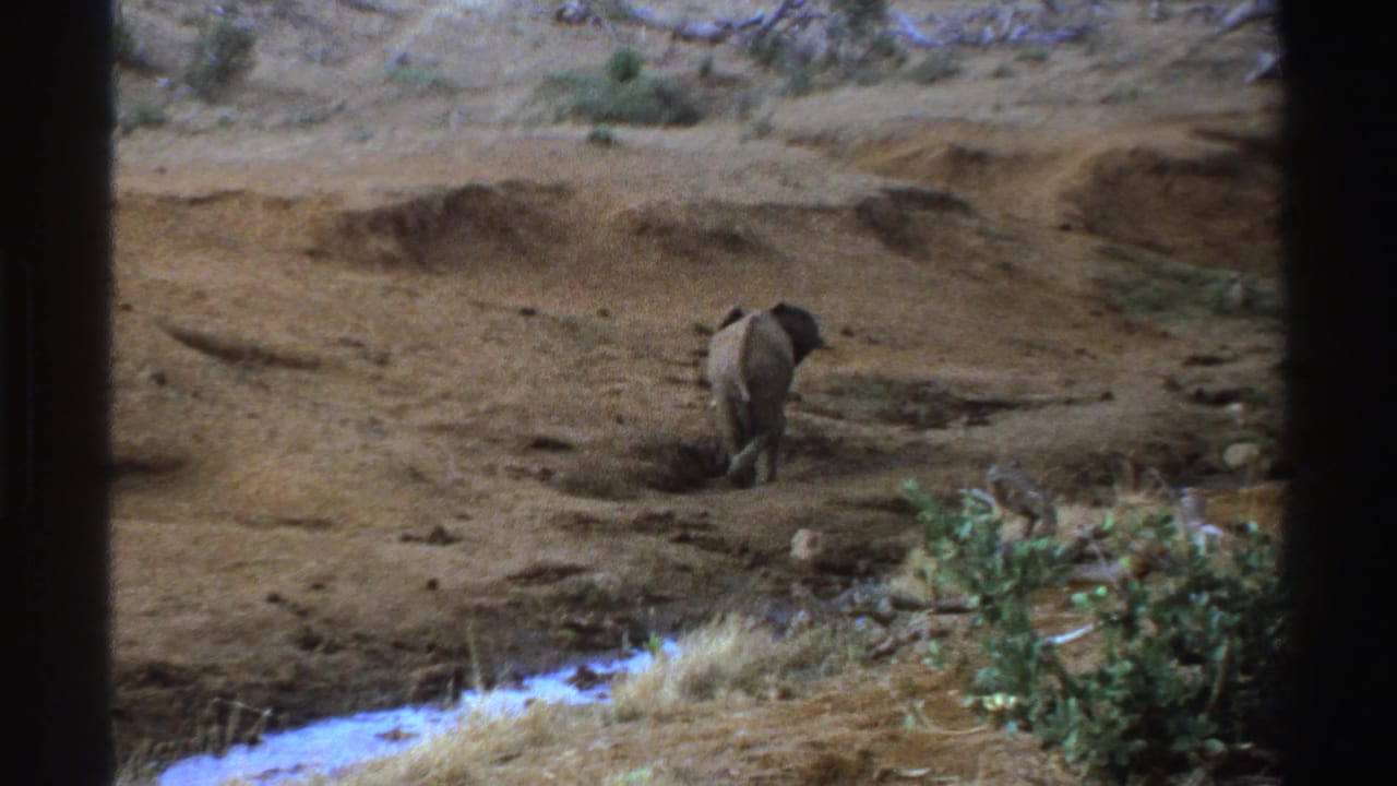 Young elephant in a dry South African savanna setting, framed by dark borders and sparse vegetation.