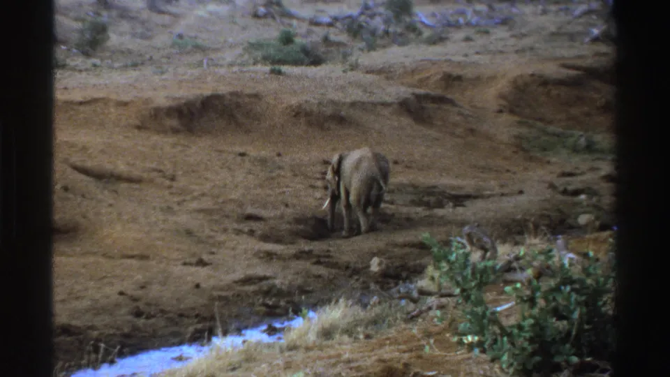 Young elephant facing away in 1969 South Africa home-movie footage, with trunk lowered near brush and a shallow stream edge.