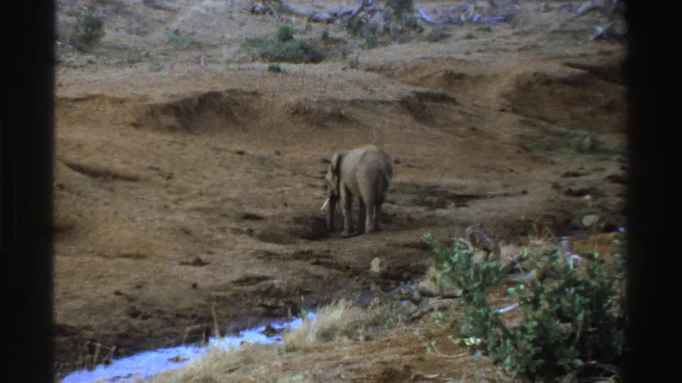 Rear view of a young elephant in South Africa, filmed on 8mm with visible grain, fading, and dark frame borders.